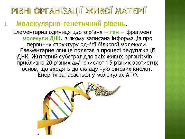 I. Молекулярно-генетичний рівень Елементарна одиниця цього рівня — ген — фрагмент ген молекули ДНК,