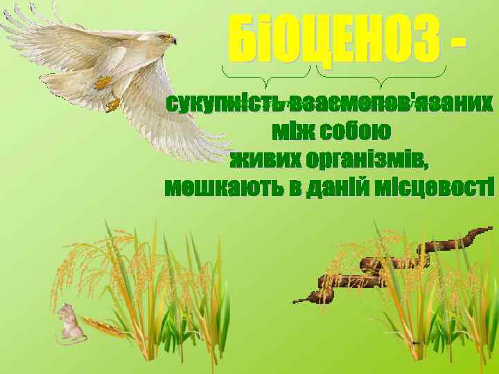 біос - життя койнос - загальний 