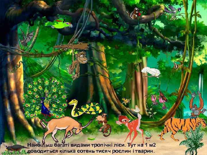 Найбільш багаті видами тропічні ліси. Тут на 1 м 2 доводиться кілька сотень тисяч