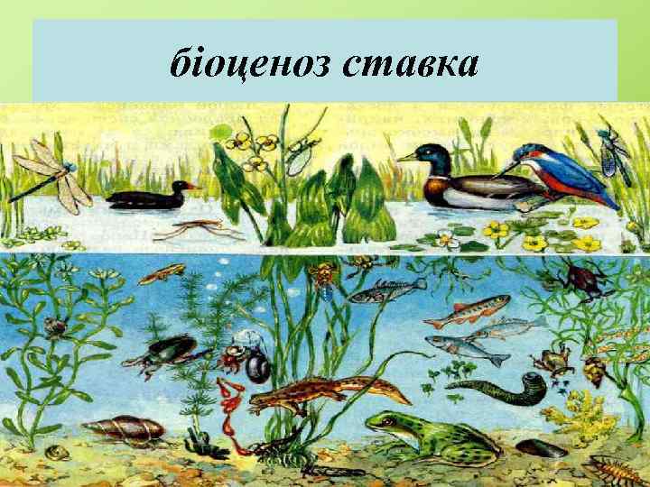 біоценоз ставка 