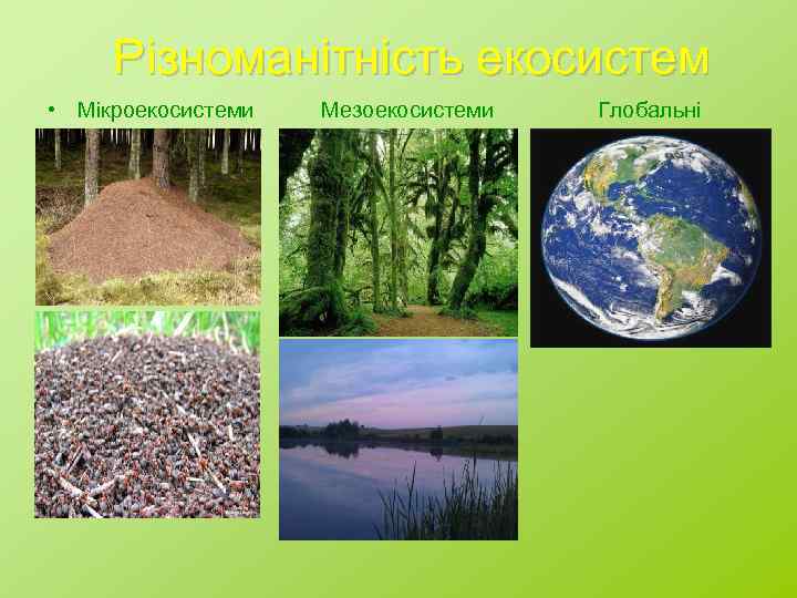 Різноманітність екосистем • Мікроекосистеми Мезоекосистеми Глобальні 