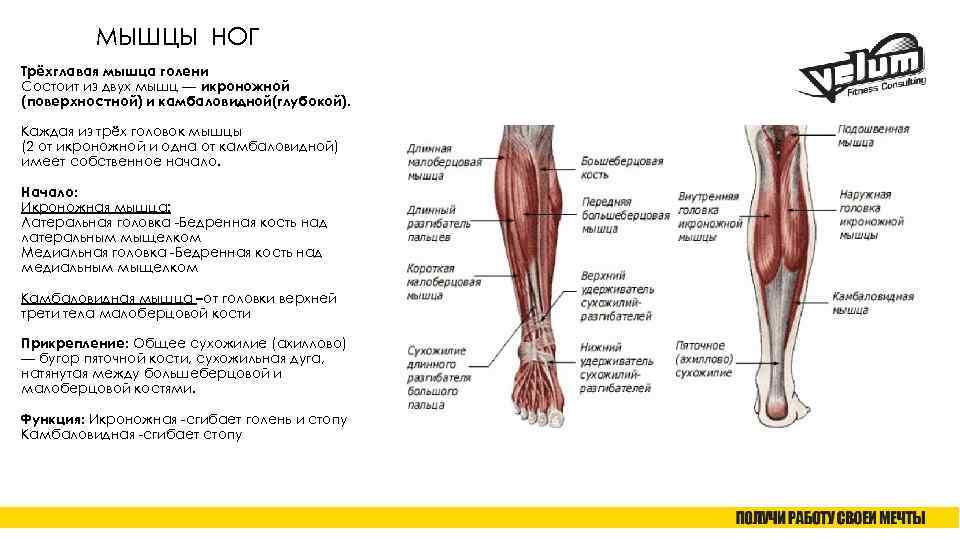 МЫШЦЫ НОГ Трёхглавая мышца голени Состоит из двух мышц — икроножной (поверхностной) и камбаловидной(глубокой).