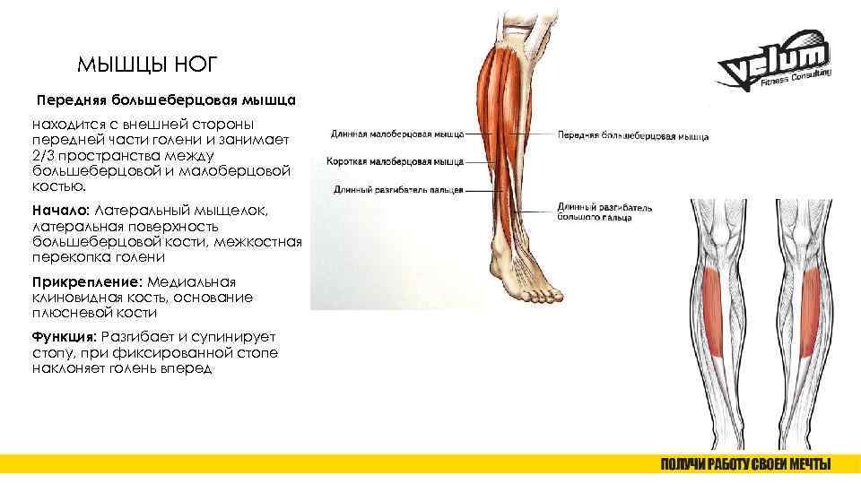 МЫШЦЫ НОГ Передняя большеберцовая мышца находится с внешней стороны передней части голени и занимает
