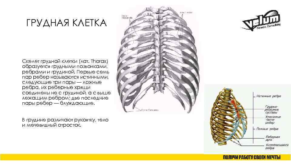 ГРУДНАЯ КЛЕТКА Скелет грудной клетки (лат. Thorax) образуется грудными позвонками, ребрами и грудиной. Первые