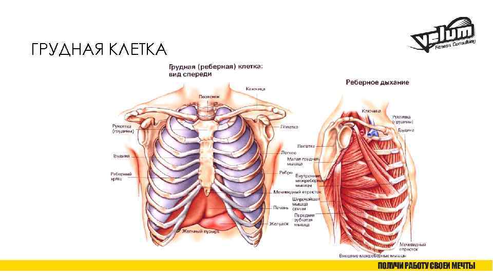 ГРУДНАЯ КЛЕТКА 