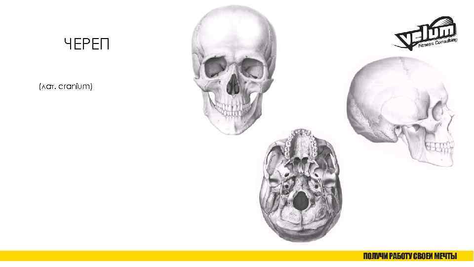 ЧЕРЕП (лат. cranium) 