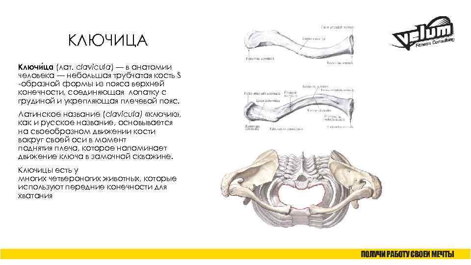 КЛЮЧИЦА Ключи ца (лат. clavicula) — в анатомии человека — небольшая трубчатая кость S