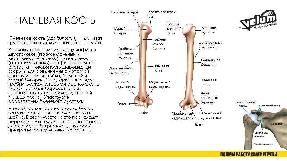 ПЛЕЧЕВАЯ КОСТЬ Плечева я кость (лат. humerus) — длинная трубчатая кость, скелетная основа плеча.