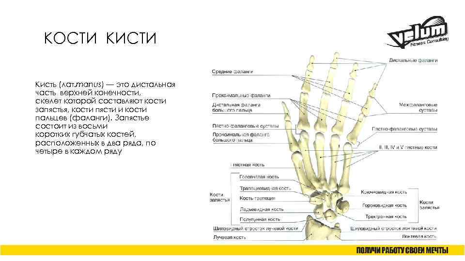 КОСТИ КИСТИ Кисть (лат. manus) — это дистальная часть верхней конечности, скелет которой составляют