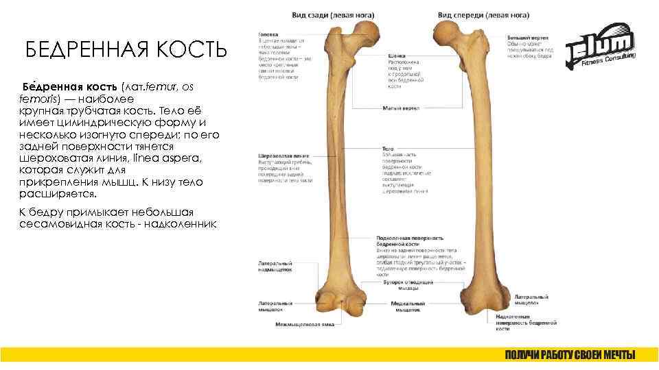 БЕДРЕННАЯ КОСТЬ Бе дренная кость (лат. femur, os femoris) — наиболее крупная трубчатая кость.