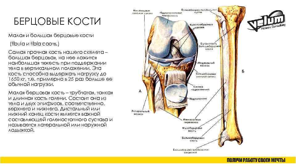 Самая большая кость