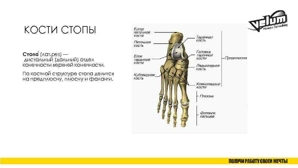 КОСТИ СТОПЫ Стопа (лат. pes) — дистальный (дальний) отдел конечности верхней конечности. По костной
