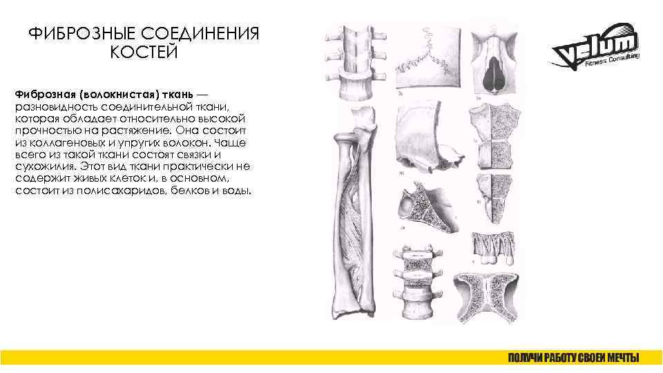 ФИБРОЗНЫЕ СОЕДИНЕНИЯ КОСТЕЙ Фиброзная (волокнистая) ткань — разновидность соединительной ткани, которая обладает относительно высокой