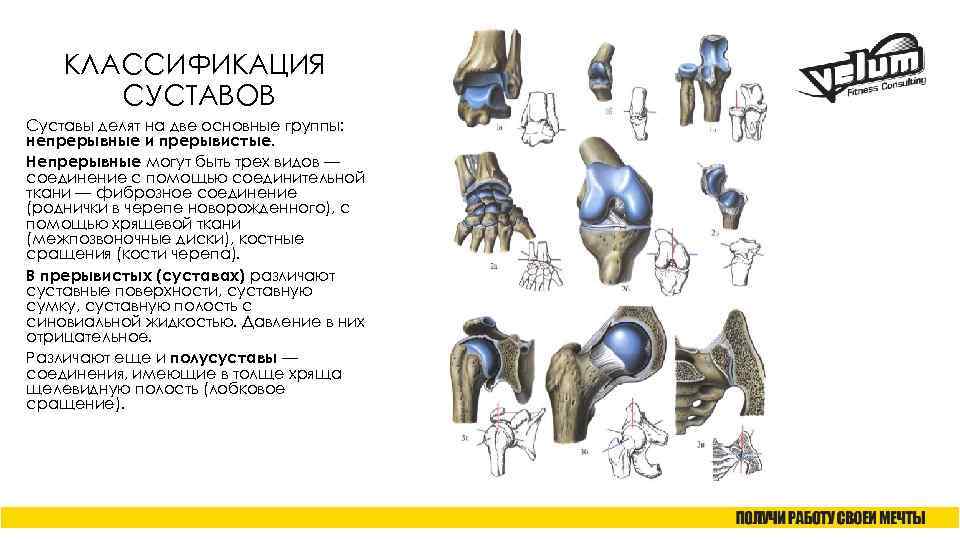 Классификация суставов. Классификация суставов анатомия. Соединение суставов анатомия классификация. Анатомическая классификация суставов. Простые и сложные суставы таблица.
