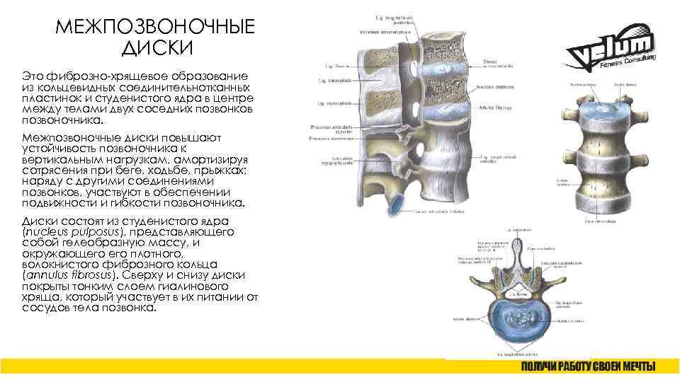 МЕЖПОЗВОНОЧНЫЕ ДИСКИ Это фиброзно-хрящевое образование из кольцевидных соединительнотканных пластинок и студенистого ядра в центре