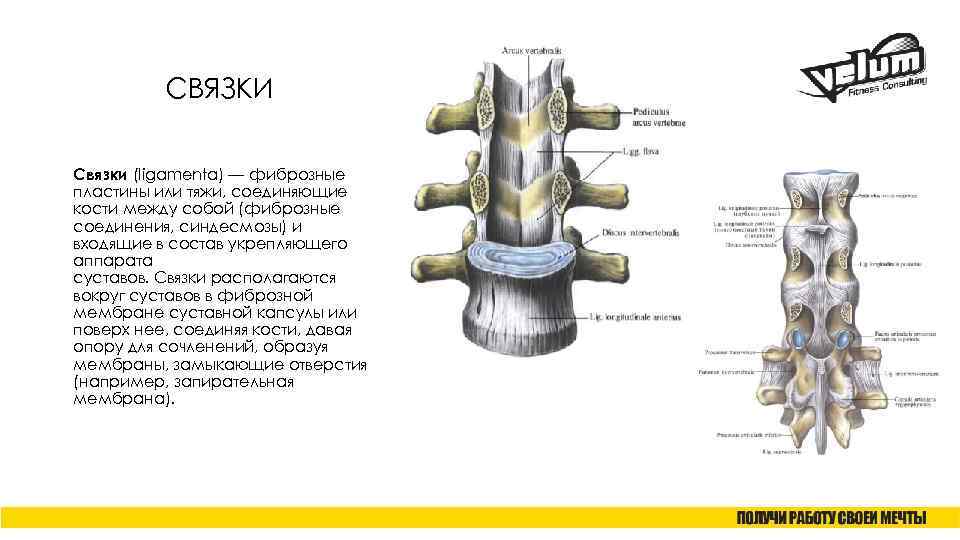 СВЯЗКИ Связки (ligamenta) — фиброзные пластины или тяжи, соединяющие кости между собой (фиброзные соединения,