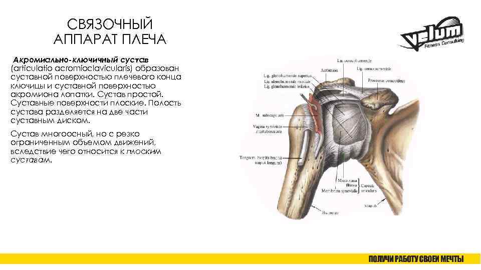 СВЯЗОЧНЫЙ АППАРАТ ПЛЕЧА Акромиально-ключичный сустав (articulatio acromioclavicularis) образован суставной поверхностью плечевого конца ключицы и