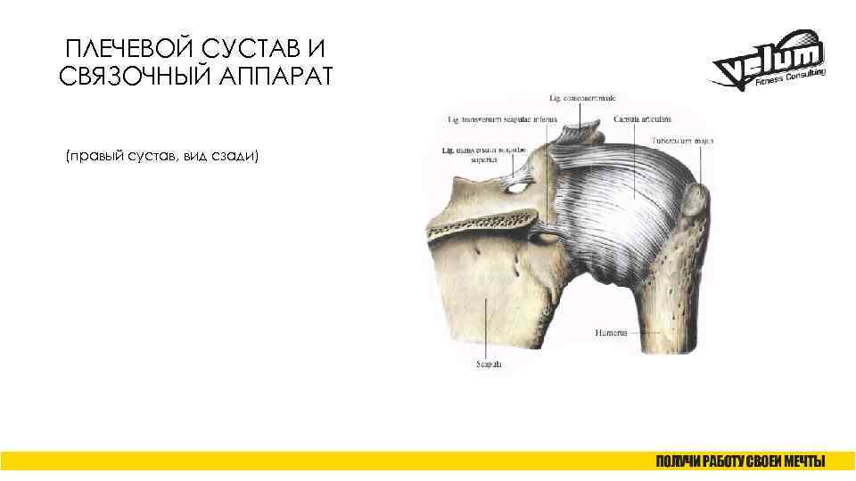 Фото правого плечевого сустава снимок здорового