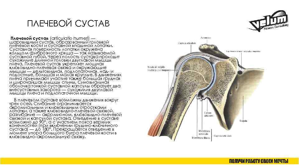 ПЛЕЧЕВОЙ СУСТАВ Плечевой сустав (articulatio humeri) — шаровидный сустав, образованный головкой плечевой кости и