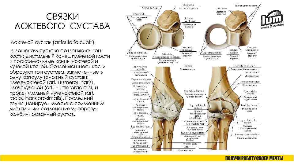 СВЯЗКИ ЛОКТЕВОГО СУСТАВА Локтевой сустав (articulatio cubiti). В локтевом суставе сочленяются три кости: дистальный