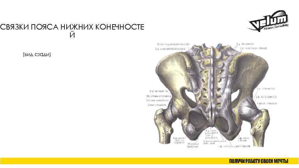 СВЯЗКИ ПОЯСА НИЖНИХ КОНЕЧНОСТЕ Й (вид сзади) 