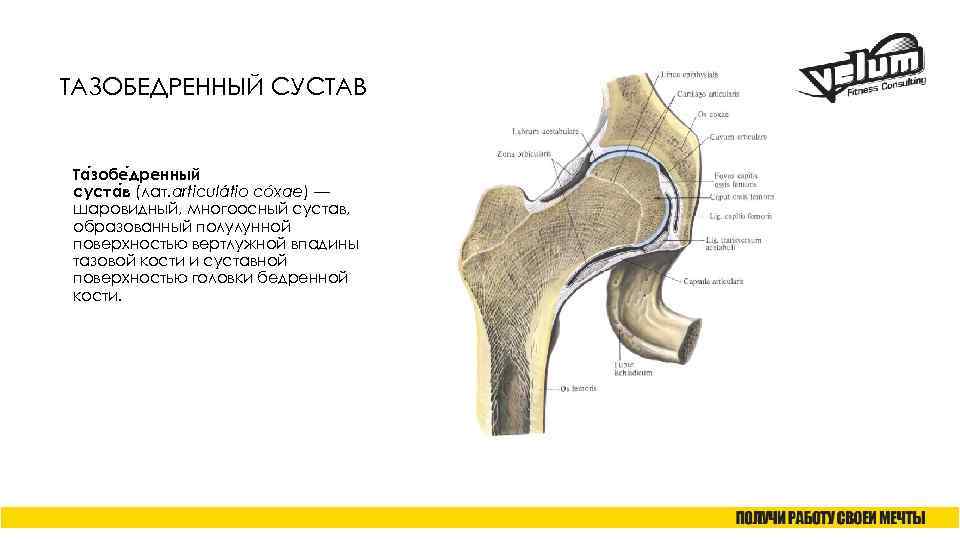 ТАЗОБЕДРЕННЫЙ СУСТАВ Та зобе дренный суста в (лат. articulátio cóxae) — шаровидный, многоосный сустав,