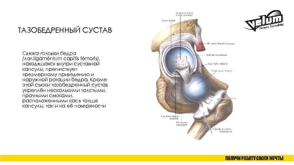 ТАЗОБЕДРЕННЫЙ СУСТАВ Связка головки бедра (лат. ligaméntum cápitis fémoris), находящаяся внутри суставной капсулы, препятствует