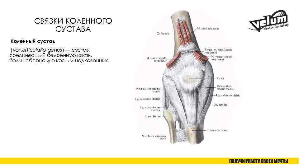 СВЯЗКИ КОЛЕННОГО СУСТАВА Коле нный сустав (лат. articulatio genus) — сустав, соединяющий бедренную кость,