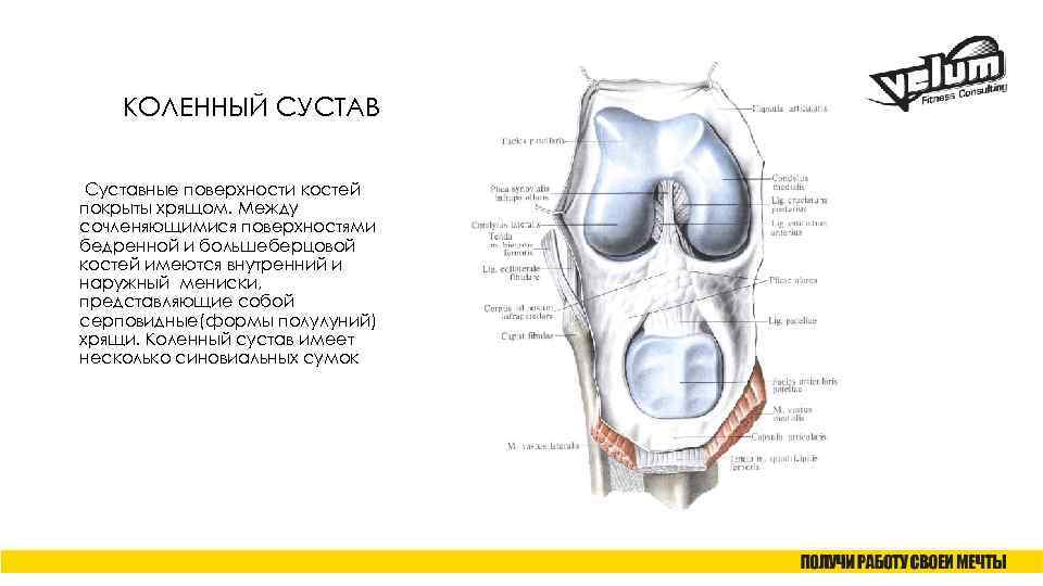 КОЛЕННЫЙ СУСТАВ Суставные поверхности костей покрыты хрящом. Между сочленяющимися поверхностями бедренной и большеберцовой костей