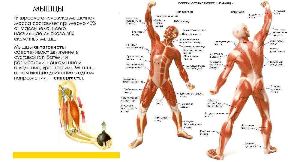 МЫШЦЫ У взрослого человека мышечная масса составляет примерно 40% от массы тела. Всего насчитывается