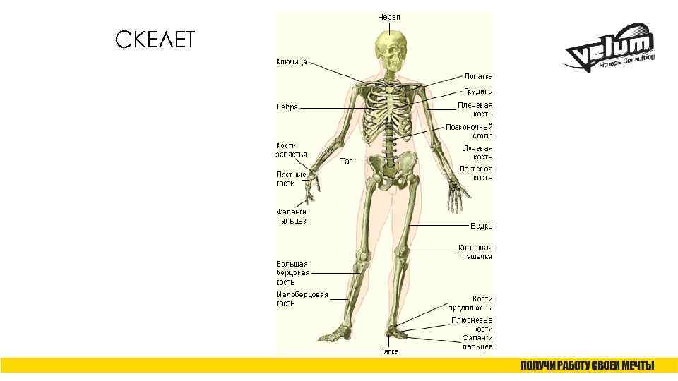 СКЕЛЕТ 