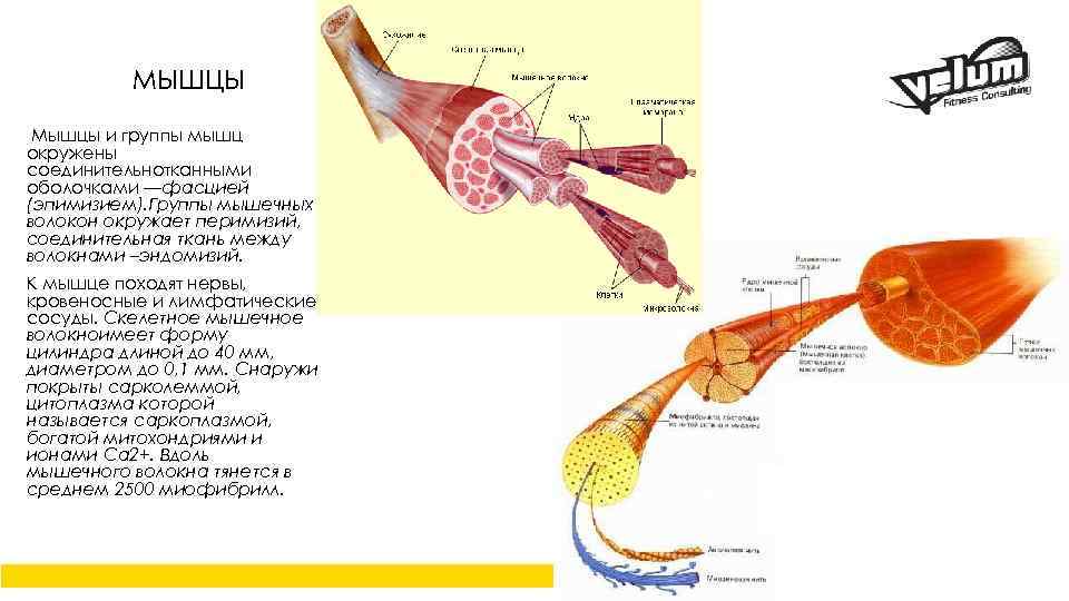 МЫШЦЫ Мышцы и группы мышц окружены соединительнотканными оболочками —фасцией (эпимизием). Группы мышечных волокон окружает