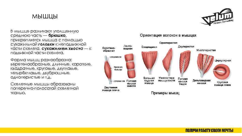 МЫШЦЫ В мышце различают утолщенную среднюю часть — брюшко, прикрепляется мышца с помощью сухожильной