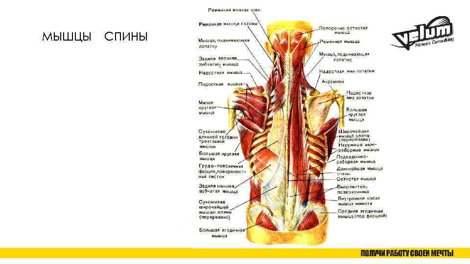 МЫШЦЫ СПИНЫ 