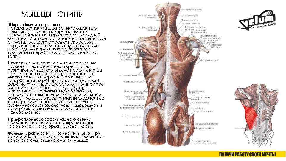 МЫШЦЫ СПИНЫ Широчайшая мышца спины Поверхностная мышца, занимающая всю нижнюю часть спины, верхние пучки