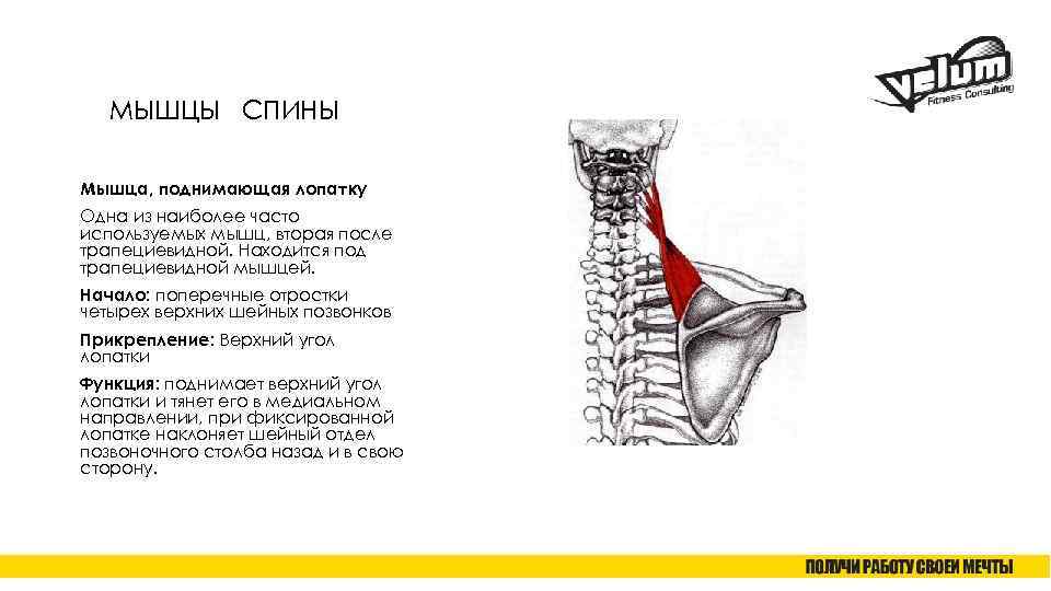 МЫШЦЫ СПИНЫ Мышца, поднимающая лопатку Одна из наиболее часто используемых мышц, вторая после трапециевидной.