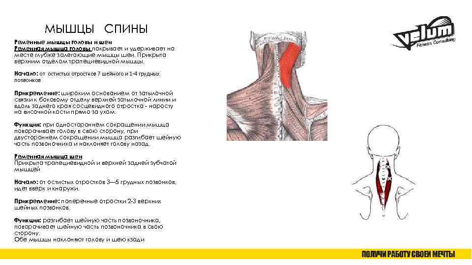 МЫШЦЫ СПИНЫ Ременные мышцы головы и шеи Ременная мышца головы покрывает и удерживает на