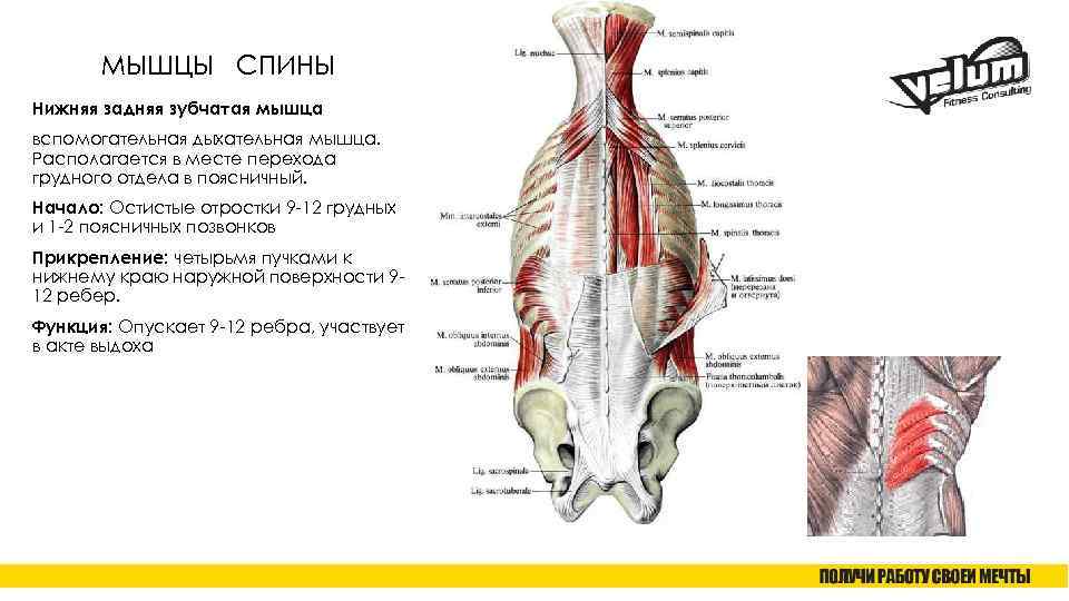 Классификация мышц спины. Нижняя задняя зубчатая мышца спины анатомия. Верхняя задняя зубчатая мышца спины анатомия. Нижняя задняя зубчатая мышца начало прикрепление функции. Нижняя задняя зубчатая мышца иннервация.