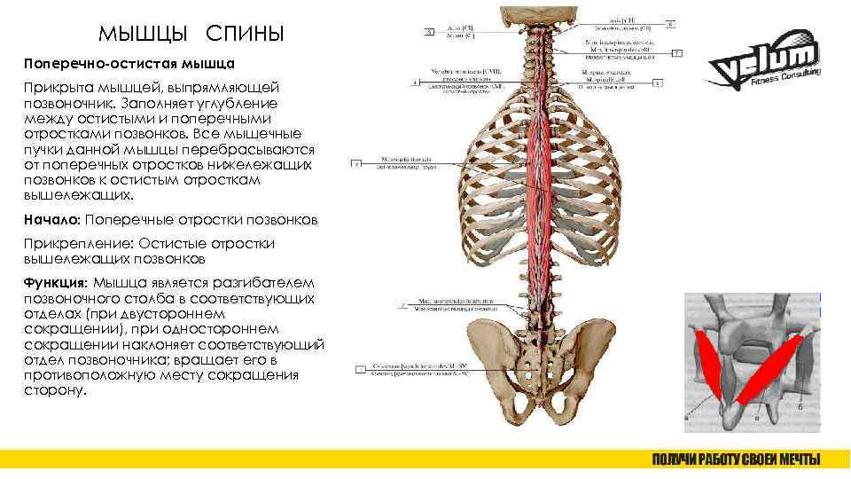 МЫШЦЫ СПИНЫ Поперечно-остистая мышца Прикрыта мышцей, выпрямляющей позвоночник. Заполняет углубление между остистыми и поперечными