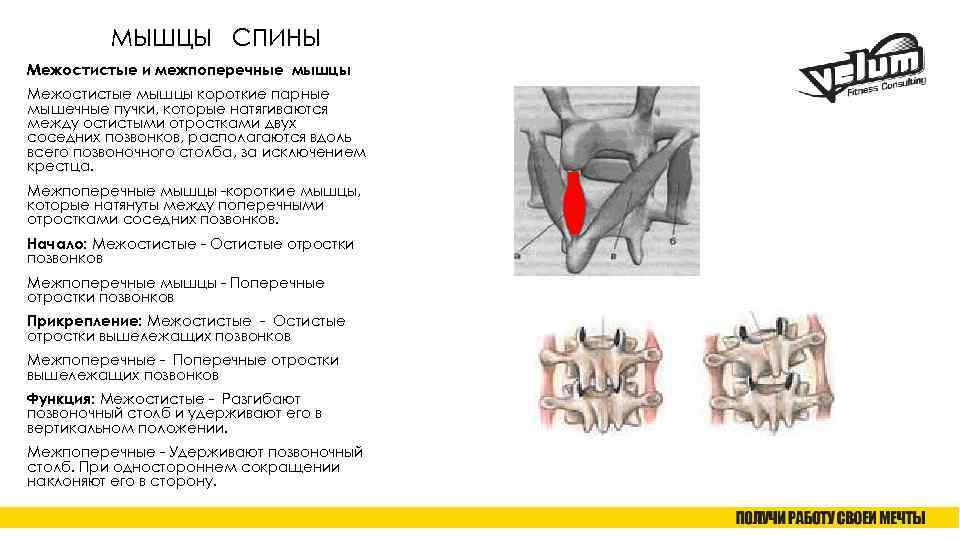 МЫШЦЫ СПИНЫ Межостистые и межпоперечные мышцы Межостистые мышцы короткие парные мышечные пучки, которые натягиваются