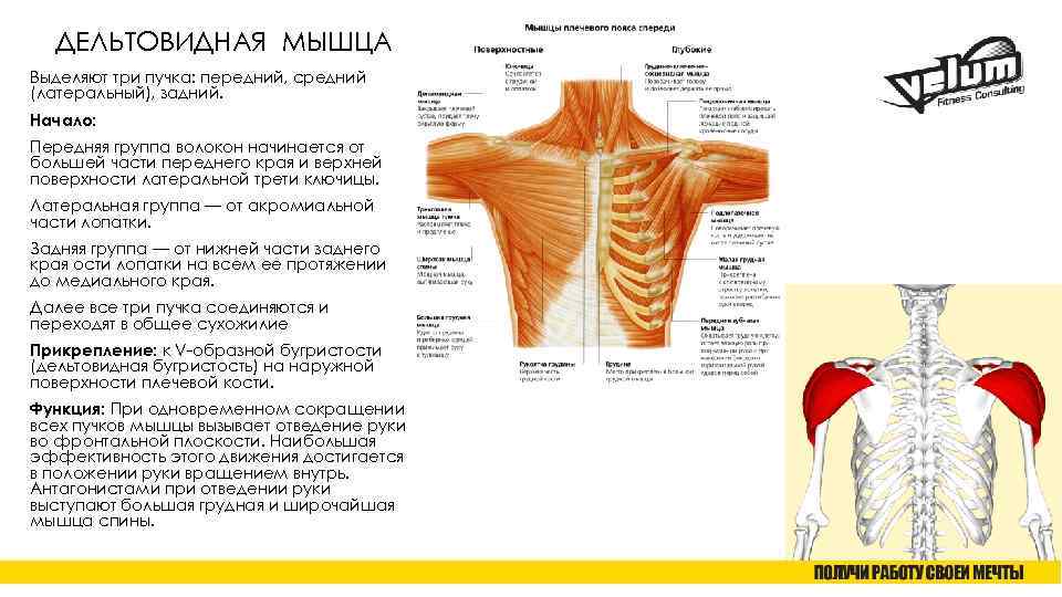 ДЕЛЬТОВИДНАЯ МЫШЦА Выделяют три пучка: передний, средний (латеральный), задний. Начало: Передняя группа волокон начинается