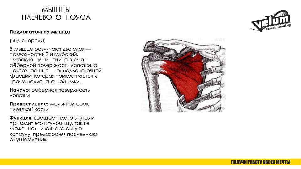 МЫШЦЫ ПЛЕЧЕВОГО ПОЯСА Подлопаточная мышца (вид спереди) В мышце различают два слоя — поверхностный