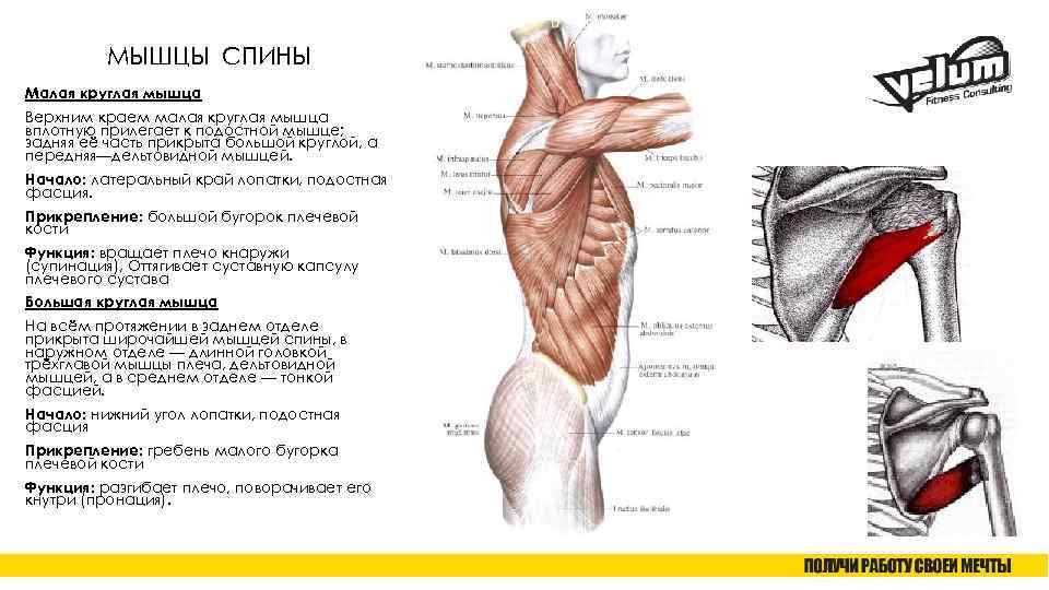 МЫШЦЫ СПИНЫ Малая круглая мышца Верхним краем малая круглая мышца вплотную прилегает к подостной