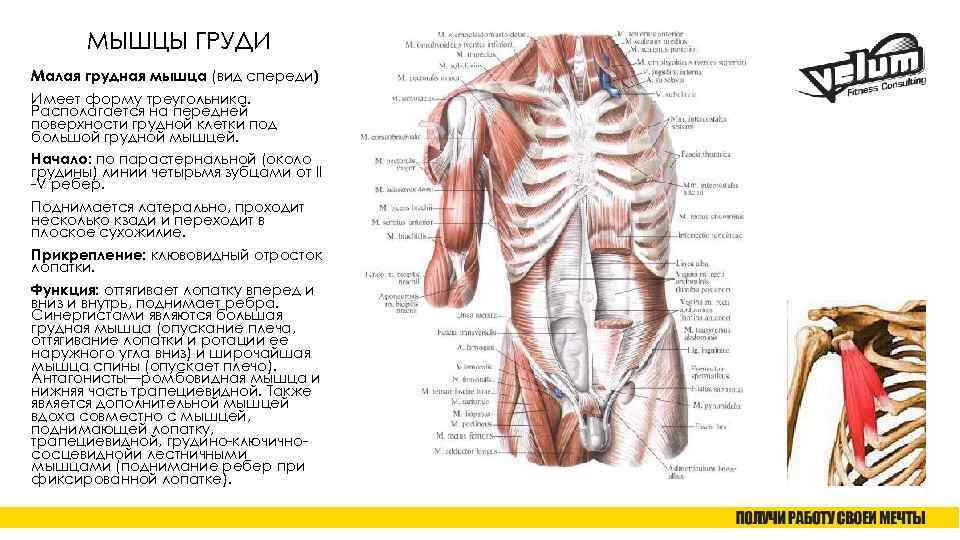 МЫШЦЫ ГРУДИ Малая грудная мышца (вид спереди) Имеет форму треугольника. Располагается на передней поверхности