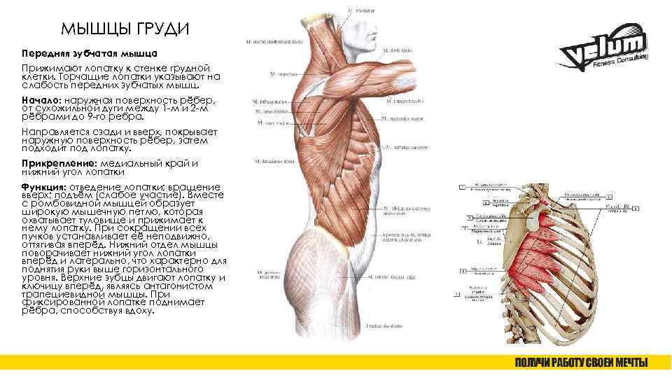 МЫШЦЫ ГРУДИ Передняя зубчатая мышца Прижимают лопатку к стенке грудной клетки. Торчащие лопатки указывают