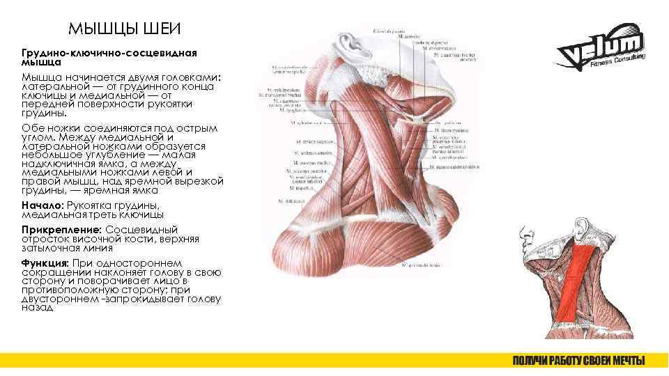 МЫШЦЫ ШЕИ Грудино-ключично-сосцевидная мышца Мышца начинается двумя головками: латеральной — от грудинного конца ключицы