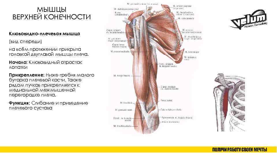 МЫШЦЫ ВЕРХНЕЙ КОНЕЧНОСТИ Клювовидно-плечевая мышца (вид спереди) на всём протяжении прикрыта головкой двуглавой мышцы