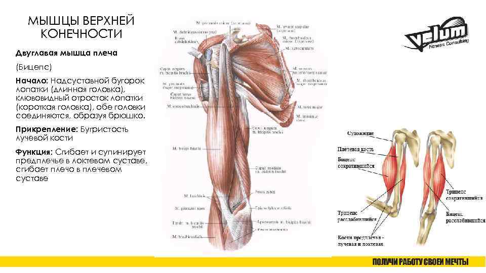 МЫШЦЫ ВЕРХНЕЙ КОНЕЧНОСТИ Двуглавая мышца плеча (Бицепс) Начало: Надсуставной бугорок лопатки (длинная головка), клювовидный
