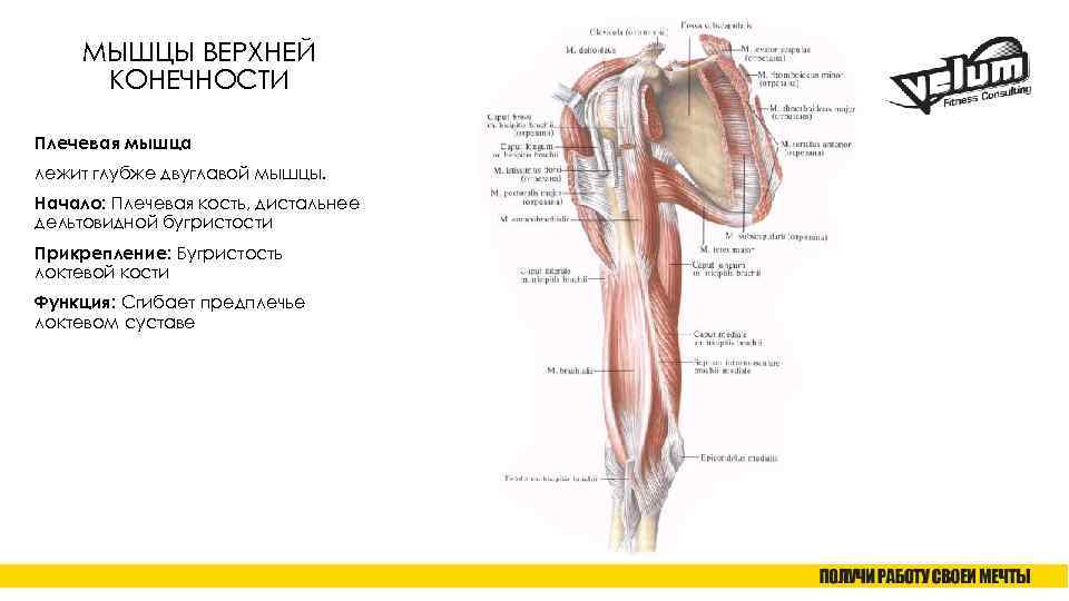 МЫШЦЫ ВЕРХНЕЙ КОНЕЧНОСТИ Плечевая мышца лежит глубже двуглавой мышцы. Начало: Плечевая кость, дистальнее дельтовидной