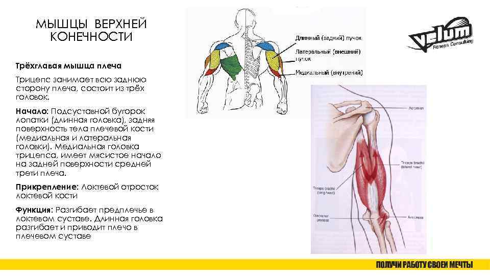 Трехглавая мышца плеча фото